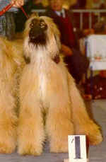jhali-y-shirvan.JPG (11914 Byte)