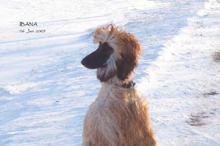 Ibana im Schnee2.jpg (215161 Byte)