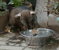 DSC_3196.JPG (53403 Byte)