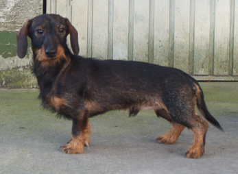 Bild by www.teckel-von-camman.de