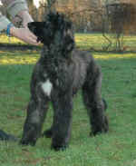 faye-01-05.JPG (22584 Byte)