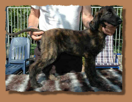 brindle-huend-1.JPG (51379 Byte)